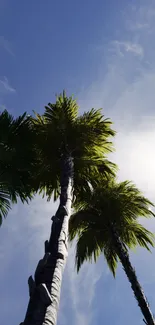 Tall palm trees reach skyward with sunlit blue sky.