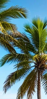 Palm trees against a clear blue sky wallpaper.
