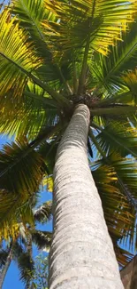 Palm tree reaching into clear blue sky on a sunny day.