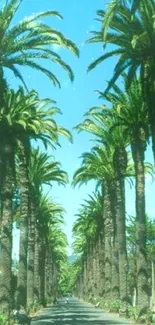 Palm trees lining a scenic tropical avenue under blue skies.