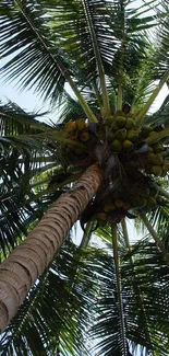 Upward view of a tall tropical palm tree with lush green leaves.