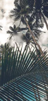 Tropical palm trees with a blue sky background.