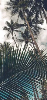 Scenic view of palm trees under a blue sky, tropical mobile wallpaper.