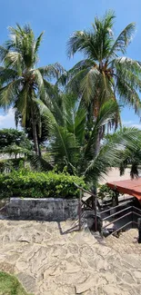 Tropical walkway with palm trees and stone path under a clear blue sky.