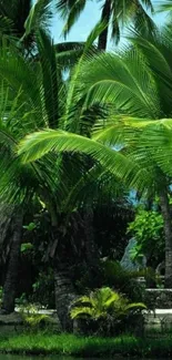 Tropical scenery with green palm trees near a tranquil lagoon.