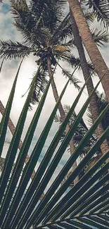 Towering palm trees under a serene sky.