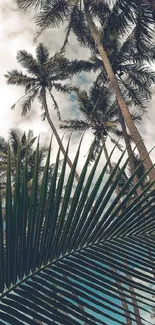 Tropical palm trees with lush green leaves against a cloudy sky.