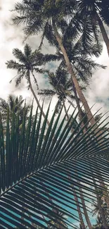 Tropical palm trees under a cloudy sky