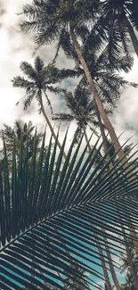 Tropical palm trees under a cloudy sky.