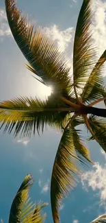 Looking up at palm trees with a clear blue sky and white clouds.