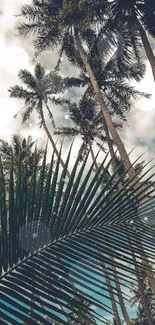 Tall palm trees under a cloudy sky with a tropical theme.