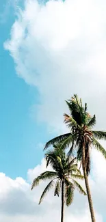 Two palm trees under a bright, cloudy blue sky.