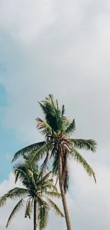 Tropical palm trees against a clear blue sky.