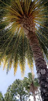 Palm tree view from below under clear sky.