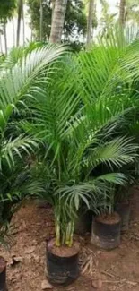 Lush green palm trees in pots on brown soil.