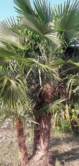 Close-up of a tropical palm tree with green leaves.