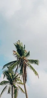 Two tall palm trees under a clear blue sky.