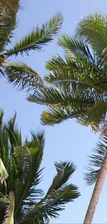 Tropical palm trees with green leaves against a bright blue sky background.