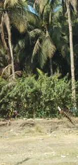 Lush tropical palm trees and greenery wallpaper.