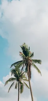 Tropical palm trees under a bright blue sky with clouds.