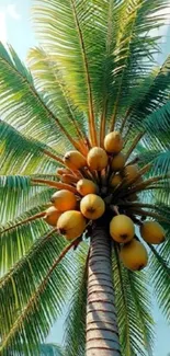 Tropical palm tree with coconuts and blue sky