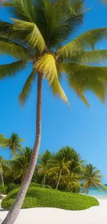 A stunning tropical beach with palm trees and clear blue sky.