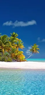 Tropical beach with palm trees and turquoise ocean under a clear blue sky.