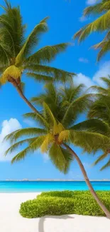 Tropical beach with palm trees and blue sky wallpaper.