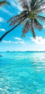 Tropical beach scene with palm trees over azure waters and clear blue sky.