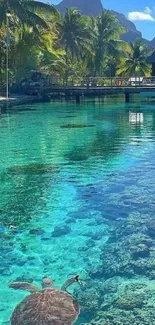 Tropical scenery with turtles and clear water.