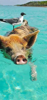 Pig swimming with bird in turquoise ocean, tropical scene.