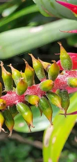 Close-up of a vibrant, colorful tropical plant.