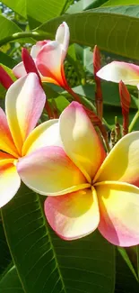 Tropical plumeria blossoms with lush green leaves.