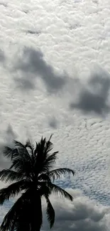 Palm tree silhouette against cloudy sky wallpaper.