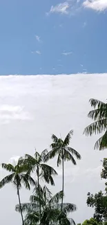 Tropical palm trees against blue sky and clouds.