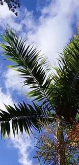 Palm tree with sky blue background, perfect for a tropical vibe.