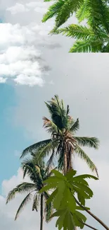 Tropical wallpaper with palm trees, fluffy clouds, and a blue sky.