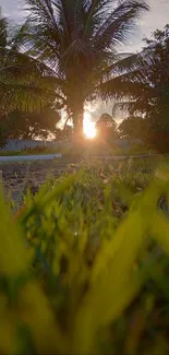 Sunrise view with palm trees and lush grass.