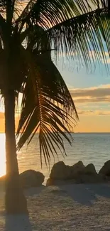 Tropical beach at sunset with palm tree silhouette and ocean view.