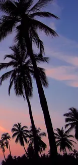 Palm trees silhouetted against a vibrant tropical sunset with pink and purple hues.