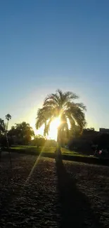 Palm tree silhouette against sunset sky.