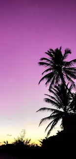 Silhouetted palm trees against a vibrant magenta sunset sky.