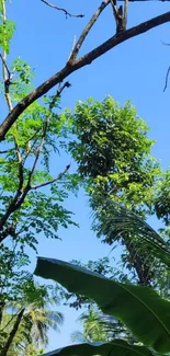 Tropical tree canopy with sky blue background and lush green leaves.