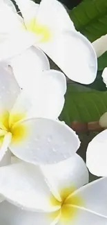 Beautiful tropical white flowers with green leaves.