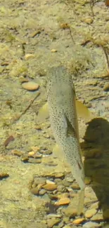 A lone trout swimming in a clear, shallow stream over riverbed stones.