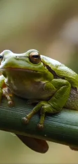 Close-up of a green frog sitting on a branch, showcasing vibrant colors and natural detail.