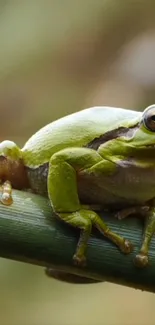 True Frog Organism Frog Live Wallpaper