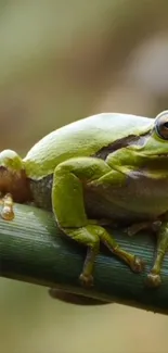 True Frog Organism Terrestrial Plant Live Wallpaper