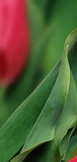 Close-up of vibrant tulip and lush green leaves.