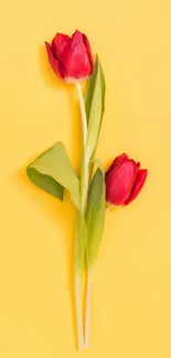 Two red tulips on a bright yellow background, vibrant floral wallpaper.